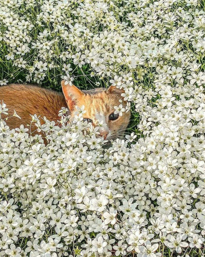 50 Fotos de animales que no tienen ningún sentido, compartidas en esta cuenta de Instagram
