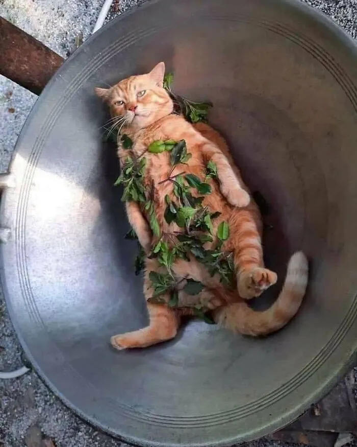 50 Animal Pics That Just Don't Make Any Sense, As Shared On This Instagram Account