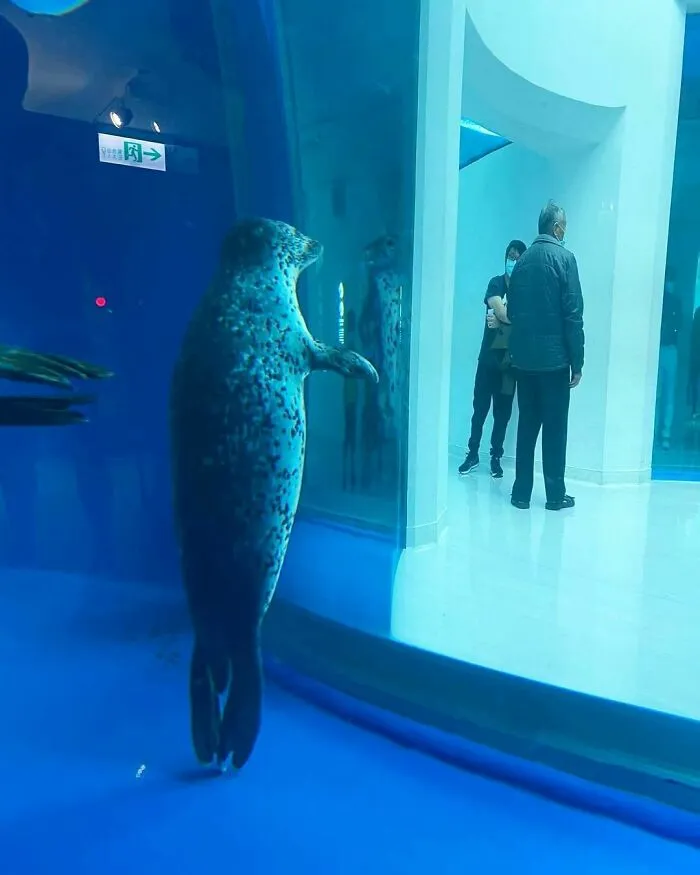 50 Animal Pics That Just Don't Make Any Sense, As Shared On This Instagram Account