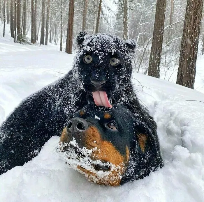 50 Fotos de animales que no tienen ningún sentido, compartidas en esta cuenta de Instagram