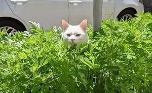 50 Animal Pics That Just Don't Make Any Sense, As Shared On This Instagram Account
