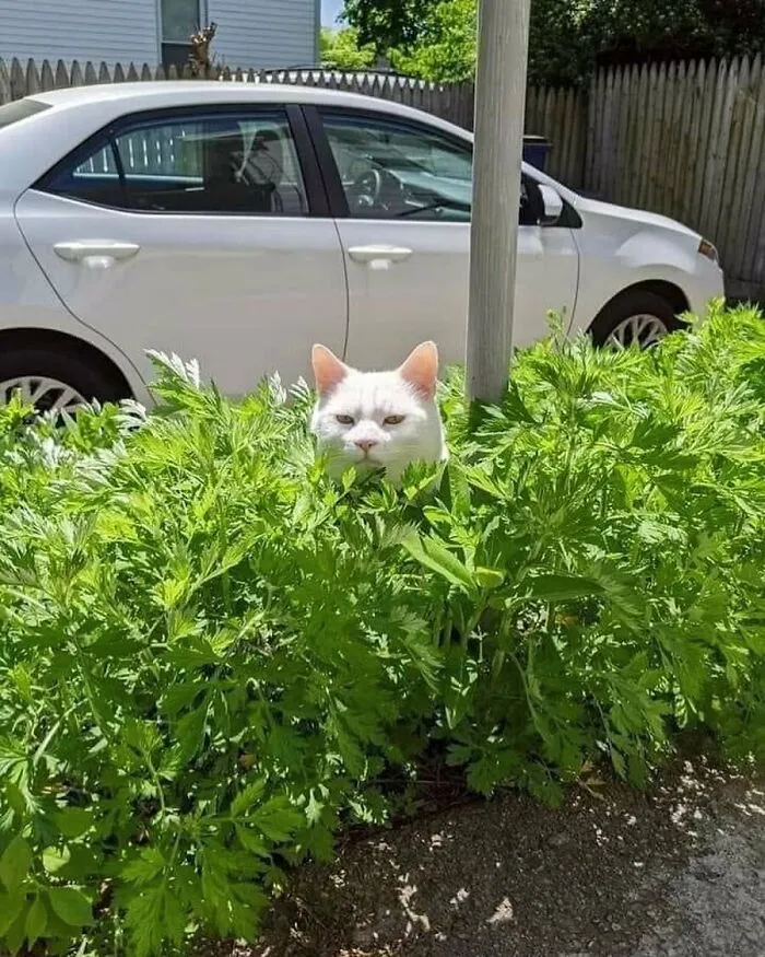 Nonsense-Animal-Pics