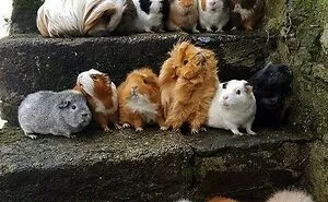 50 Animal Pics That Just Don't Make Any Sense, As Shared On This Instagram Account
