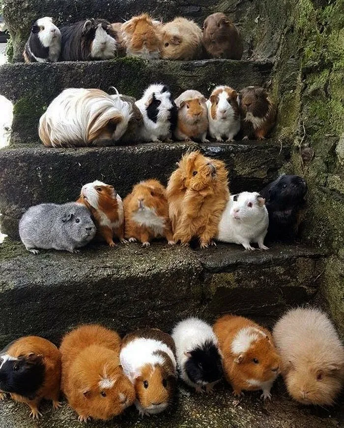 Nonsense-Animal-Pics