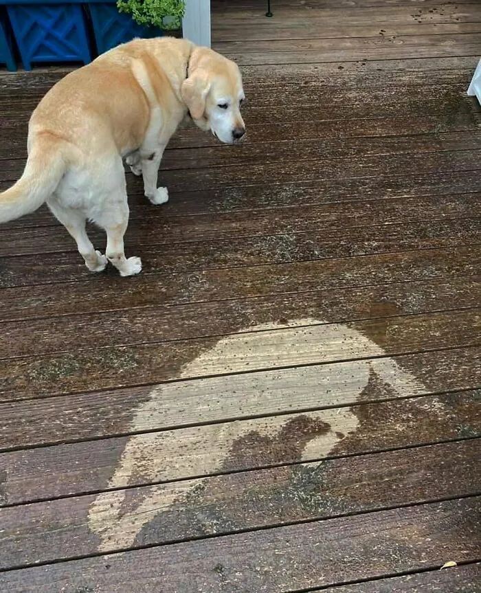 50 Animal Pics That Just Don't Make Any Sense, As Shared On This Instagram Account