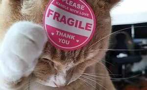 50 Animal Pics That Just Don't Make Any Sense, As Shared On This Instagram Account