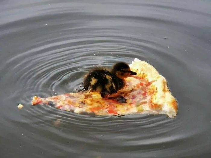 50 Animal Pics That Just Don't Make Any Sense, As Shared On This Instagram Account