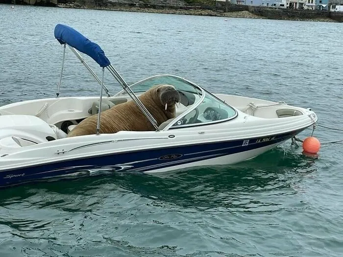 50 Animal Pics That Just Don't Make Any Sense, As Shared On This Instagram Account