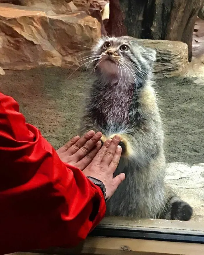 50 Fotos de animales que no tienen ningún sentido, compartidas en esta cuenta de Instagram