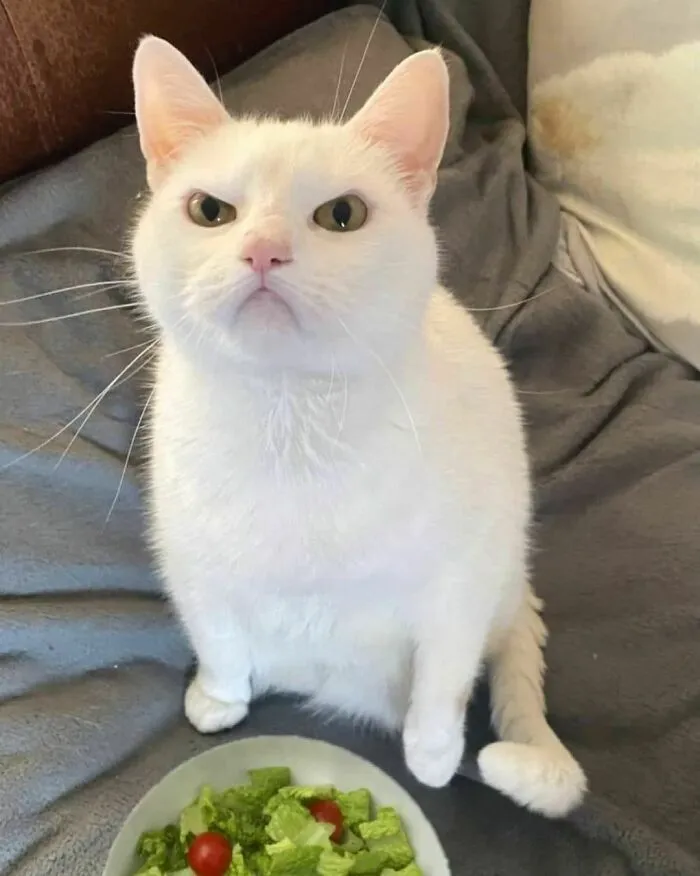 50 Fotos de animales que no tienen ningún sentido, compartidas en esta cuenta de Instagram