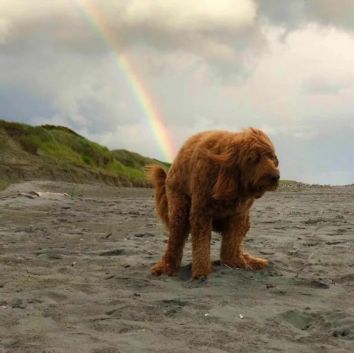 50 Fotos de animales que no tienen ningún sentido, compartidas en esta cuenta de Instagram