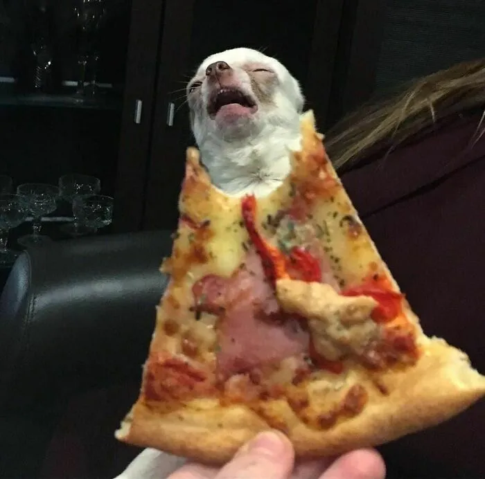50 Animal Pics That Just Don't Make Any Sense, As Shared On This Instagram Account