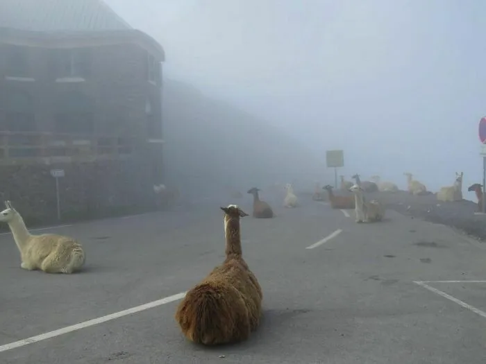 50 Fotos de animales que no tienen ningún sentido, compartidas en esta cuenta de Instagram