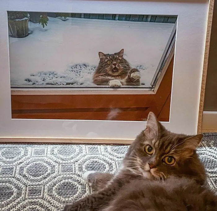 50 Fotos de animales que no tienen ningún sentido, compartidas en esta cuenta de Instagram