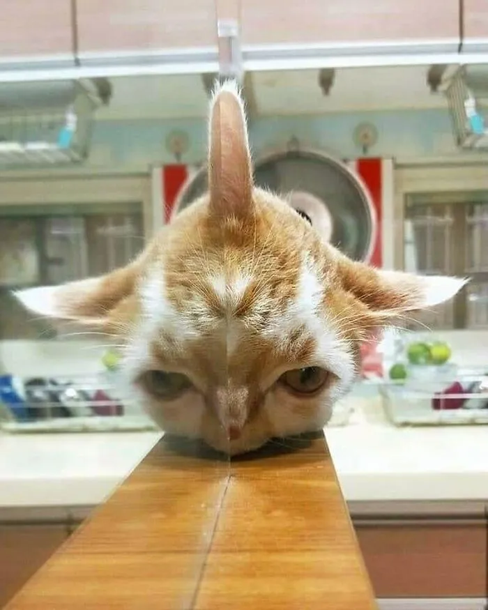 50 Fotos de animales que no tienen ningún sentido, compartidas en esta cuenta de Instagram