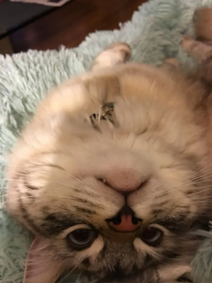 Boopside Down