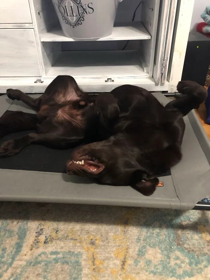 This Is How My Goofy Boy Sleeps 🖤