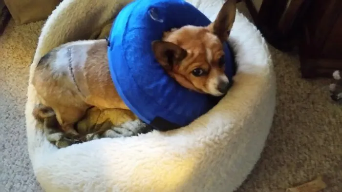Lexie vs. Deer.    Chihuahuas Think They Are Vicious Killers, So Of Course, Lexie Went After A Deer.  Thankfully She's Fast As The Deer Kicked Her As She Turned To Run Away.  She Ended Up With A 3" Gash On Her Side, Stitches And Was More Upset About The Collar Than Getting Kicked.  Still Hasn't Learned Her Lesson, Tried Chasing A Buck Out Of The Yard A Few Months Later.