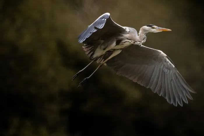 I’ve Spent 5 Years Capturing Perfectly Timed Action Shots Of Animals In Nature (35 Pics)