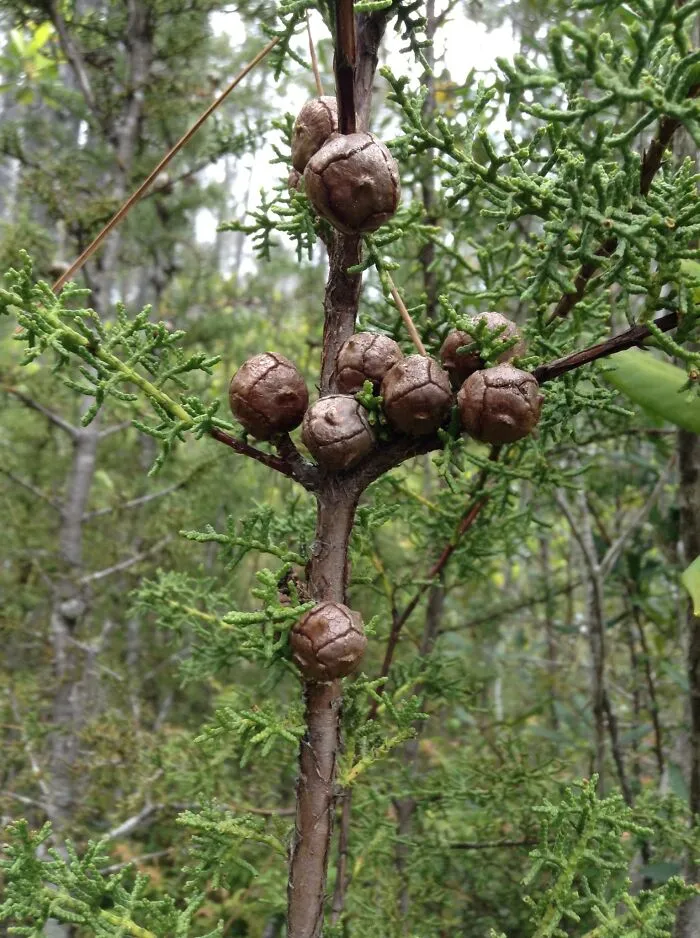 I’m “Nuts” For You
