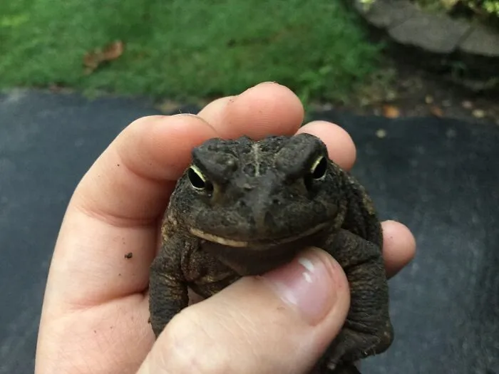 Frog