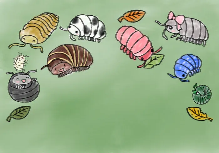 Cute Woodlice/Pillbugs/Roly Polies 😄