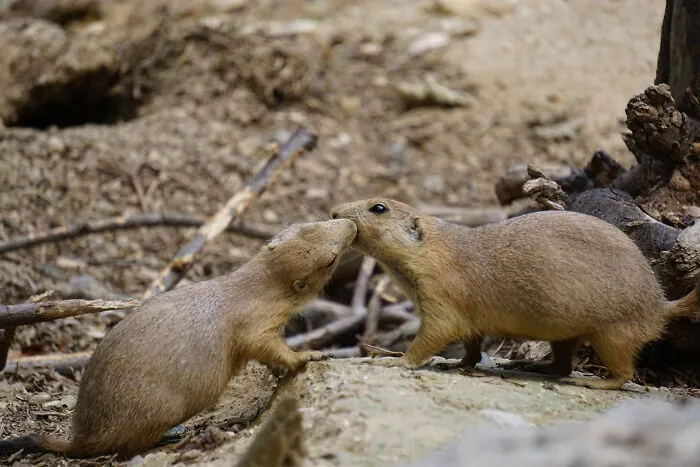 Smooch