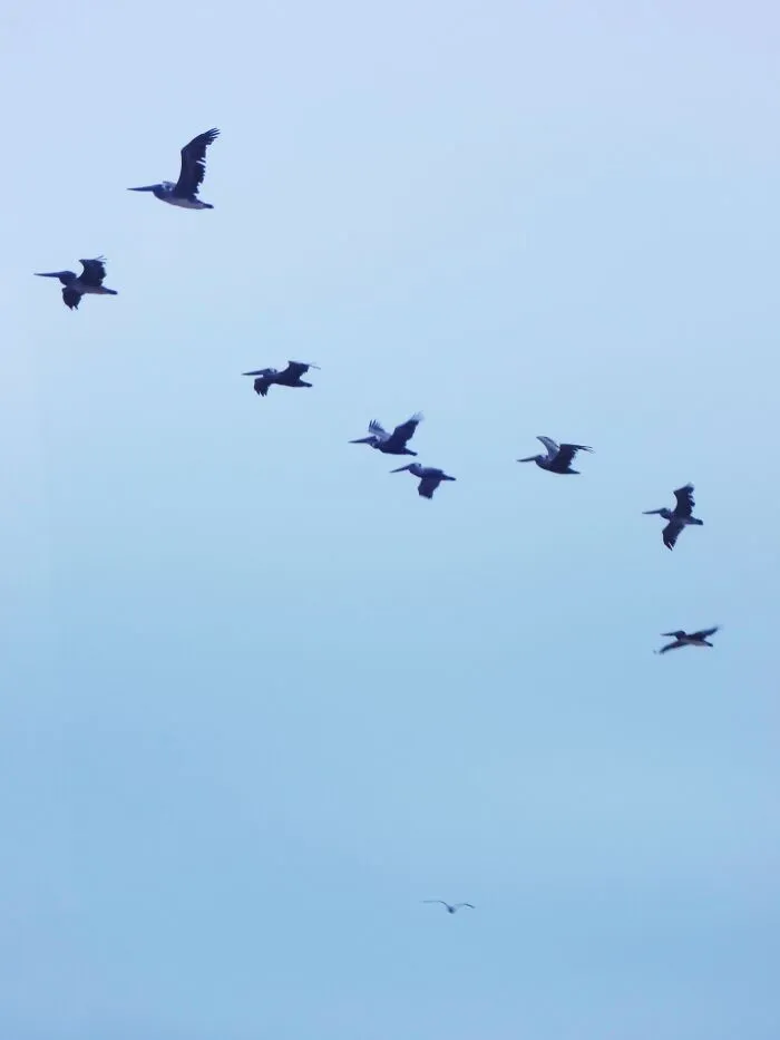 Accidental Pelicans