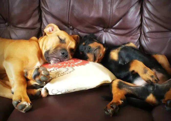 Do Not Disturb
