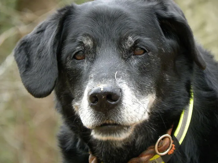 One Of The Last Pictures Of My Good Boy Lemmy. He Got To Be 16 And Was So Fit Even In Old Age. F*ck Cancer!