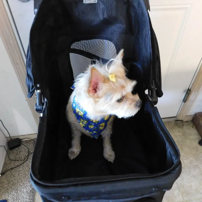 Just Back From The Groomer.. Now To Take A Stroll!
