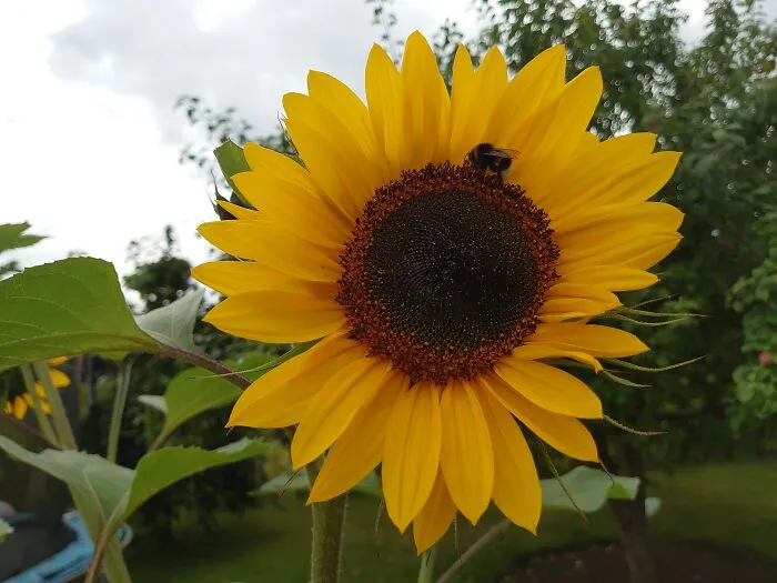A Bee On A Sunflower