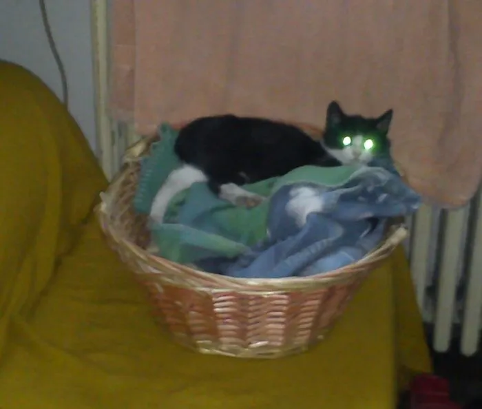 Marcel: Wut? Not Gain With Those Lights