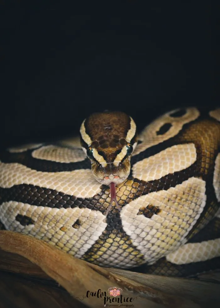 Ophion