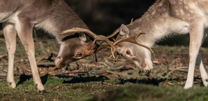 He pasado 5 años captando fotos perfectamente sincronizadas de animales en la naturaleza (35 fotos)