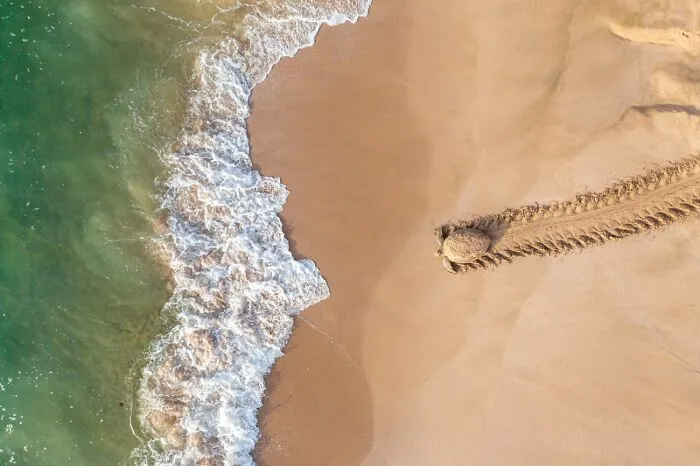 Back To Adventure By Qasim Al Farsi (1st Place In Wildlife Category)