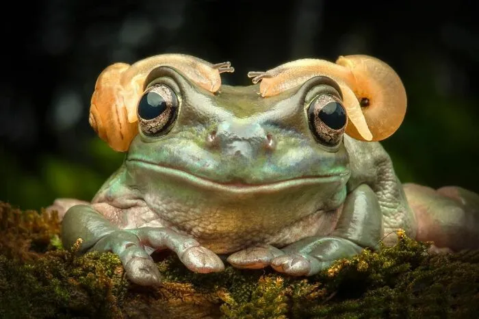 30 Adorable Frog Pictures By Ajar Setiadi That He Took Near His House