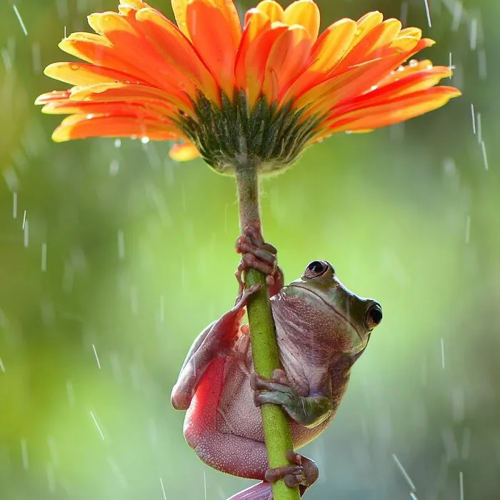 30 Adorable Frog Pictures By Ajar Setiadi That He Took Near His House