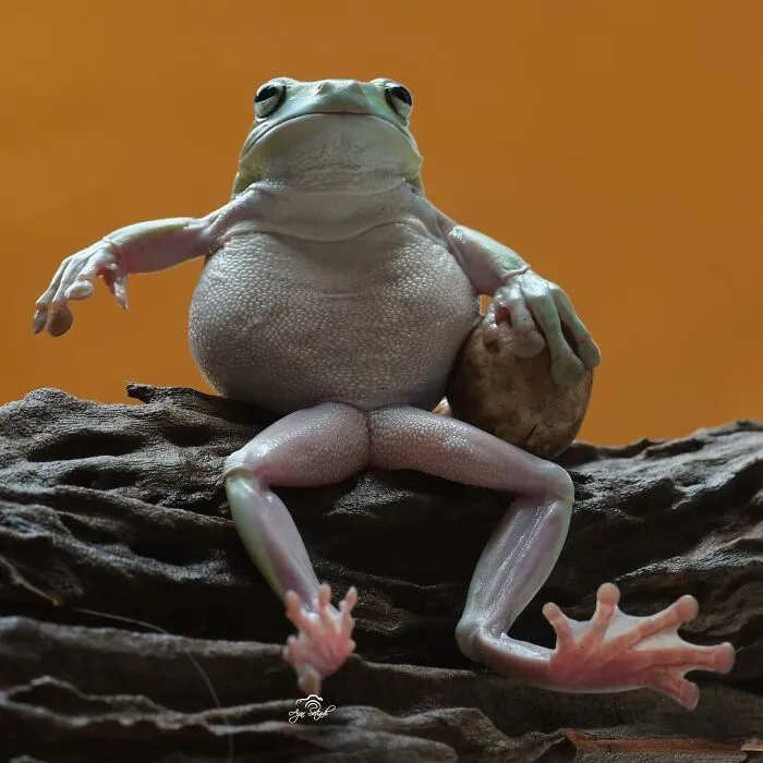 30 Adorable Frog Pictures By Ajar Setiadi That He Took Near His House