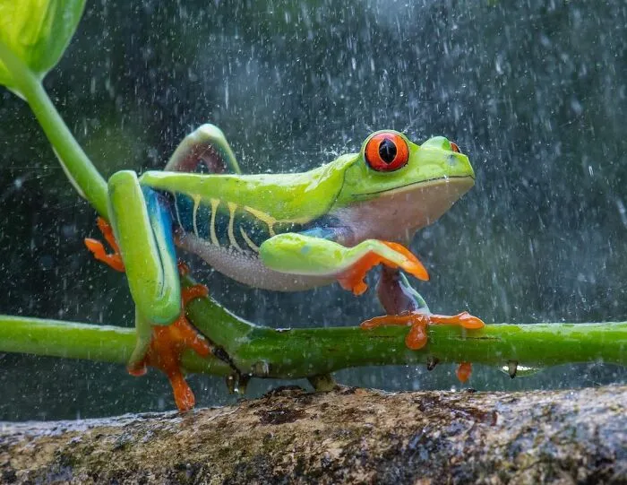 30 Adorable Frog Pictures By Ajar Setiadi That He Took Near His House