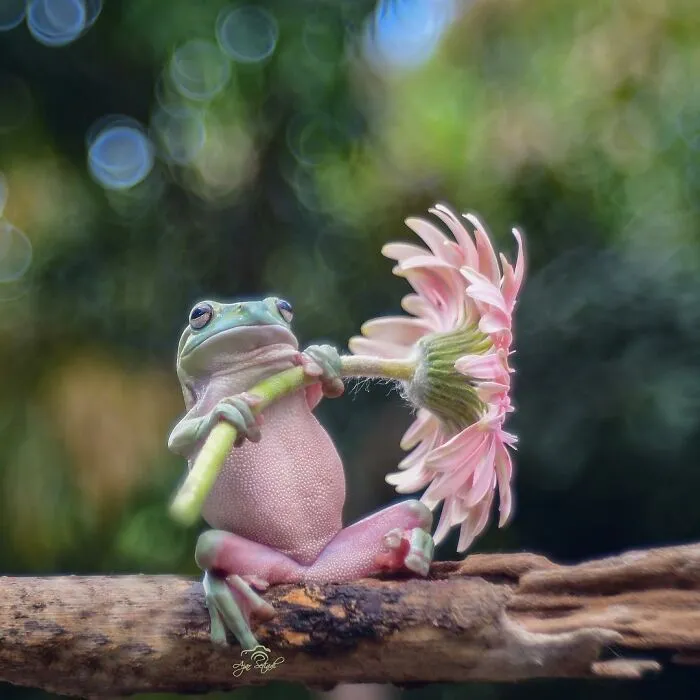 30 Adorable Frog Pictures By Ajar Setiadi That He Took Near His House