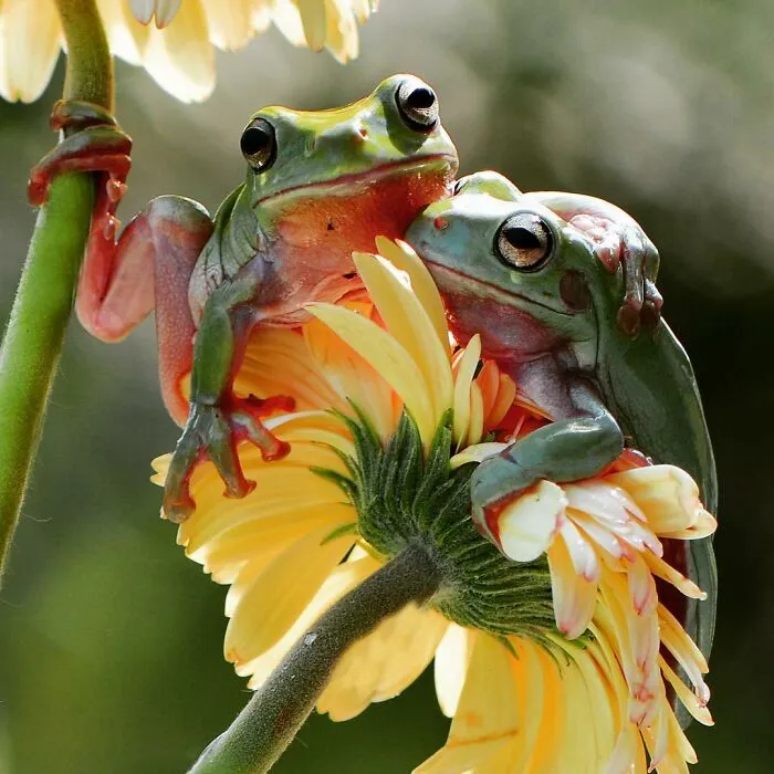 30 Adorable Frog Pictures By Ajar Setiadi That He Took Near His House