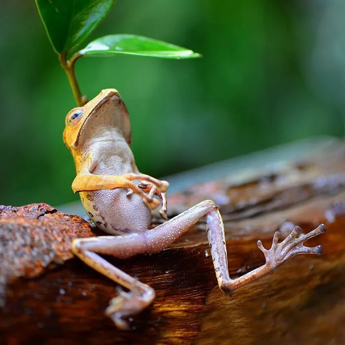 30 Adorable Frog Pictures By Ajar Setiadi That He Took Near His House