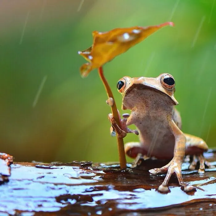 30 Adorable Frog Pictures By Ajar Setiadi That He Took Near His House