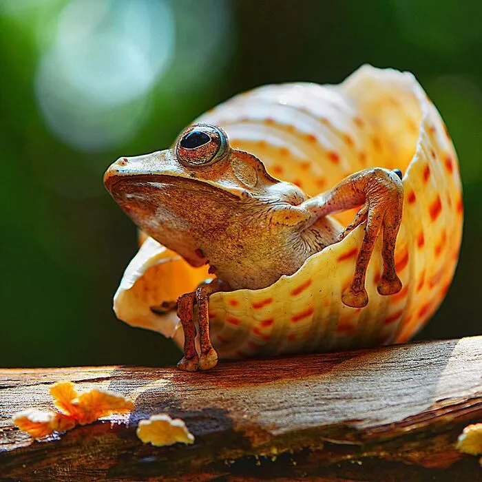 30 Adorable Frog Pictures By Ajar Setiadi That He Took Near His House