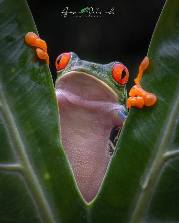 30 Adorable Frog Pictures By Ajar Setiadi That He Took Near His House