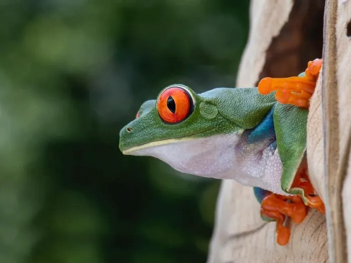 30 Adorable Frog Pictures By Ajar Setiadi That He Took Near His House