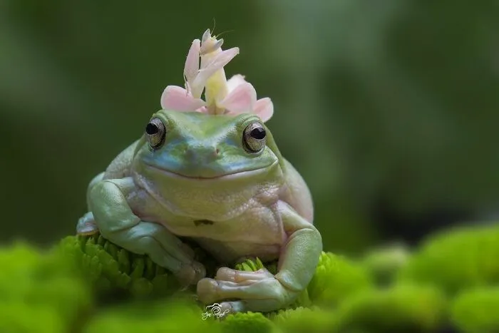 30 Adorable Frog Pictures By Ajar Setiadi That He Took Near His House
