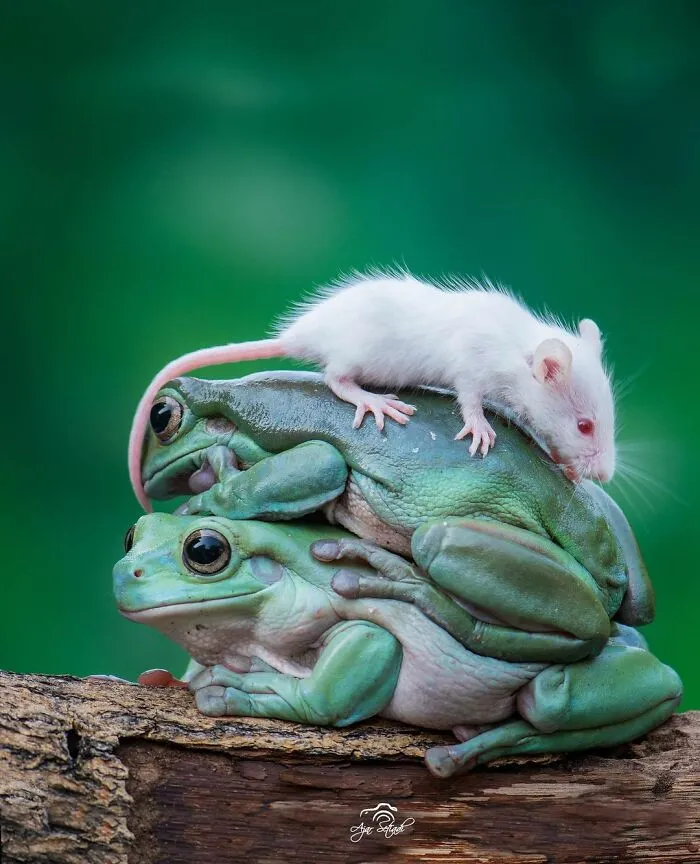 30 Adorable Frog Pictures By Ajar Setiadi That He Took Near His House