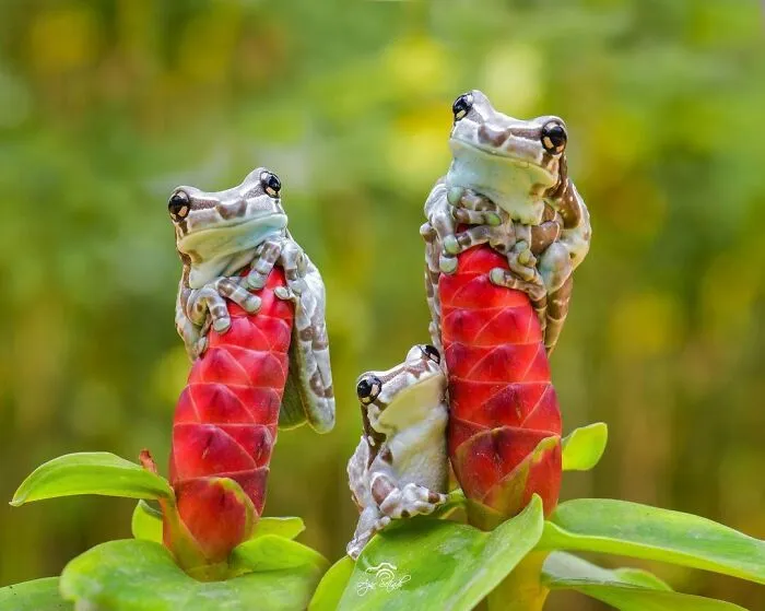 30 Adorable Frog Pictures By Ajar Setiadi That He Took Near His House